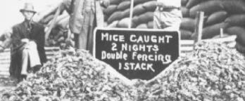 Men in front of piles of mice and sign promoting traps 