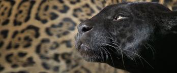 photo of the face of a black panther with a leopard print background
