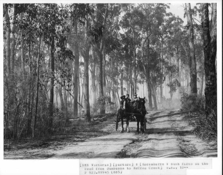 horse and cart in the bush